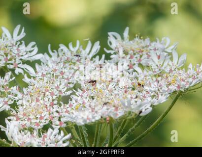 Im Sommer serviert das gewöhnliche Schwalbenkraut (Heracleum sphondylium) für viele Insektenbesucher in Salisbury Plain UK ein Mittagessen Stockfoto