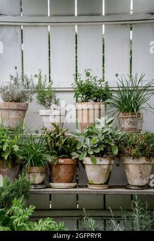 Grüne Kräuterpflanzen in einem winzigen vertikalen Garten Stockfoto