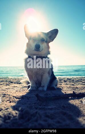 Hund sitzt auf dem Sand mit Sonne über dem Kopf, Sommertag, welsh Corgi pembroke Stockfoto
