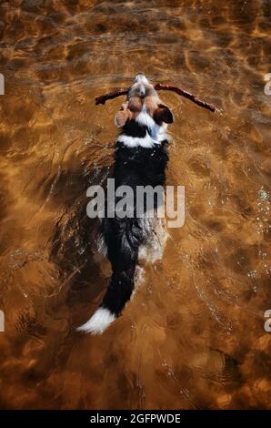 Hund schwimmenden im Fluss mit dem Stock im Mund, Blick von oben Stockfoto