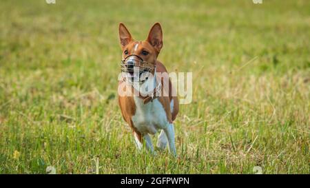 Basenji Welpe zum ersten Mal läuft auf Hundesport-Wettbewerb Stockfoto