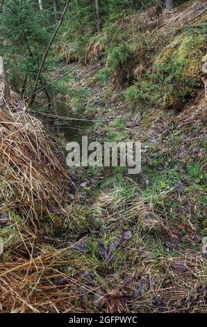 Tief im Wald, Pflanzen und Stumpf, am frühen Morgen, Stille, Russland Stockfoto
