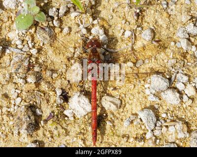 Makroaufnahme von männlicher Rotaderiger Darter (Rote Drachenfliege) auf sandfarbenem steinigen Boden mit grünem Blatt Stockfoto