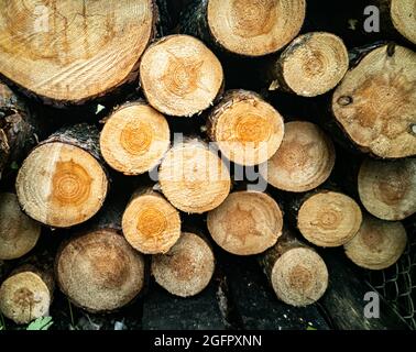 Große Wand aus gestapelten Holzstämmen mit natürlichen Verfärbungen. An einer Wand gestapeltes Brennholz schneiden. Nahaufnahme. Holzeinschlag für den Winter. Selektiver Fokus, defore Stockfoto