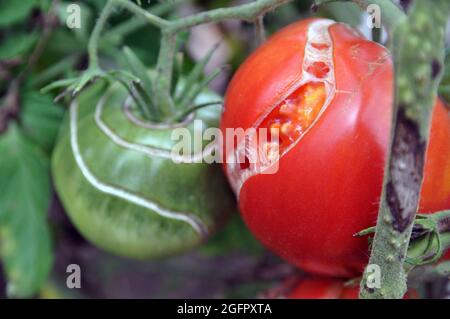 Knacken von Tomatenfrüchten auf einem Busch während der Reifung. Pflanzenkrankheiten. Stockfoto