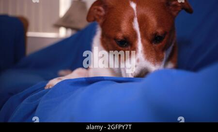Der Hund sitzt auf der Couch und frisst einen Hundeknochen Stockfoto