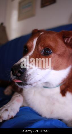 Der Hund sitzt auf der Couch und frisst einen Hundeknochen Stockfoto