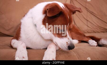 Collie Terrier Rasse Hundemix auf der Couch liegen Stockfoto