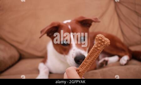 Terrier Mix Hund essen einen Milchknochen Stockfoto