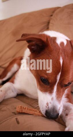 Terrier Mix Hund essen einen Milchknochen Stockfoto