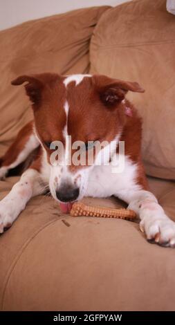 Terrier Mix Hund essen einen Milchknochen Stockfoto