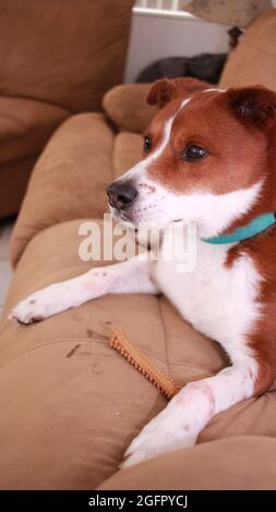 Terrier Mix Hund essen einen Milchknochen Stockfoto