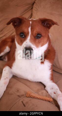 Terrier Mix Hund essen einen Milchknochen Stockfoto