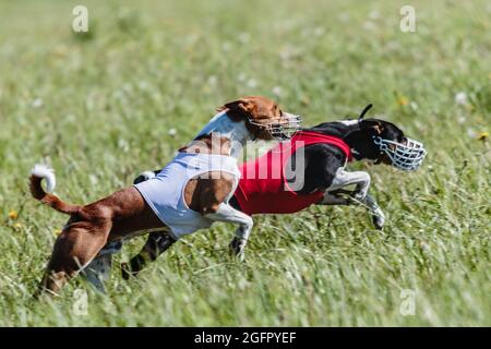 Basenji Hunde laufen Qualifikation für Lure Coursing Meisterschaft Stockfoto