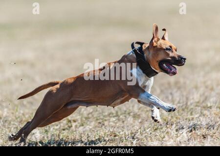 Staffordshire Bull Terrier Hund läuft direkt an der Kamera Stockfoto