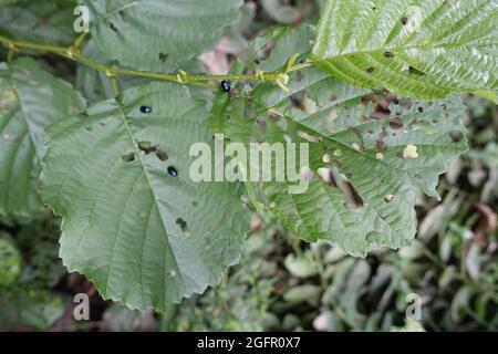 Erlenblattkäfer (Agelastica alni) - Futterflecken auf Erlenblättern Stockfoto