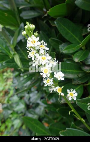 kirschlaure oder Lorbeer (Prunus laurocerasus) Stockfoto