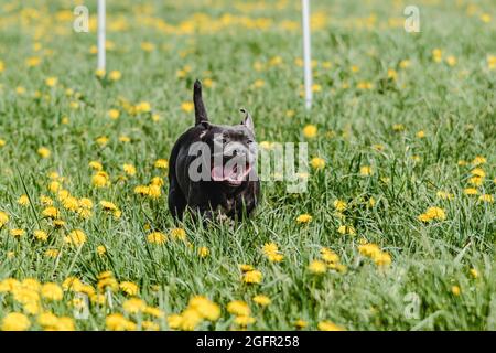 Staffordshire Bull Terrier Hund läuft direkt an der Kamera Stockfoto