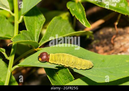 Silberfleckiger Skipper Caterpillar (Epargyreus clarus) Stockfoto