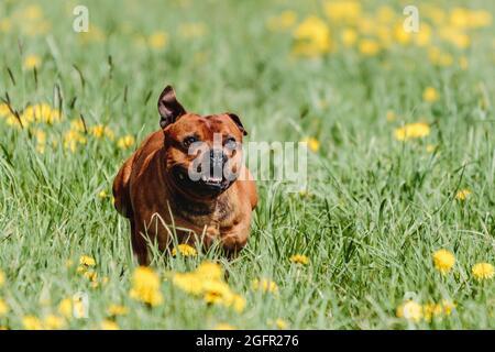 Staffordshire Bull Terrier Hund läuft direkt an der Kamera Stockfoto