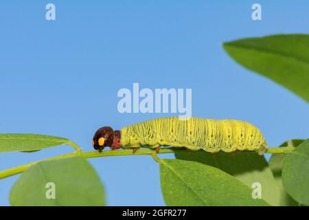 Silberfleckiger Skipper Caterpillar (Epargyreus clarus) Stockfoto