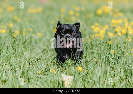 Staffordshire Bull Terrier Hund läuft direkt an der Kamera Stockfoto