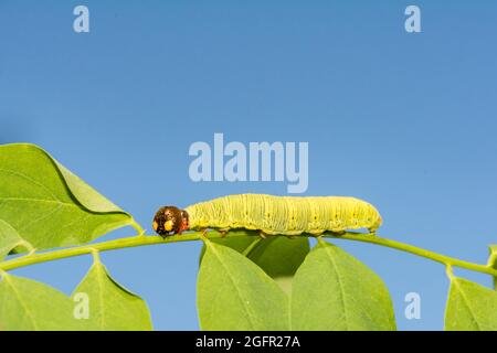 Silberfleckiger Skipper Caterpillar (Epargyreus clarus) Stockfoto