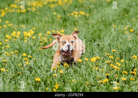 Staffordshire Bull Terrier Hund läuft direkt an der Kamera Stockfoto