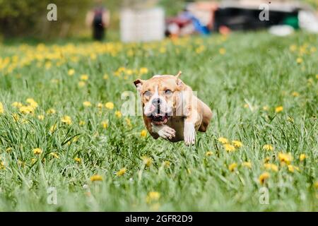 Staffordshire Bull Terrier Hund läuft direkt an der Kamera Stockfoto