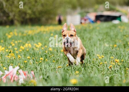 Staffordshire Bull Terrier Hund läuft direkt an der Kamera Stockfoto