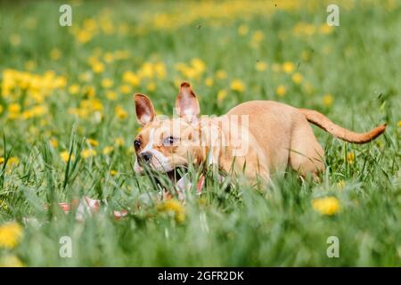 Staffordshire Bull Terrier Hund läuft direkt an der Kamera Stockfoto