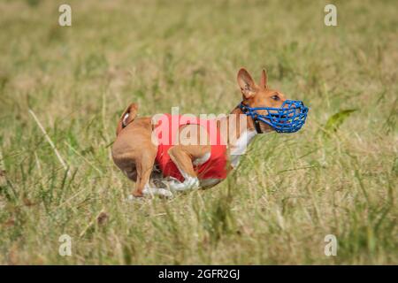 Basenji Welpe zum ersten Mal läuft auf Hundesport-Wettbewerb Stockfoto