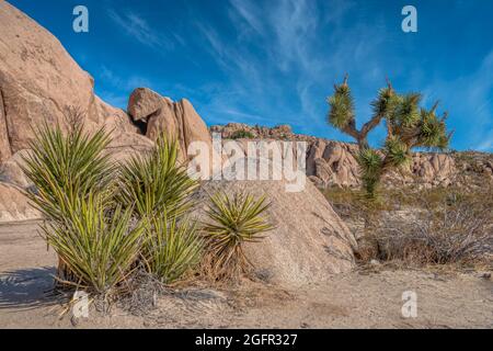 Yucca und ein Joshua-Baum inmitten riesiger Felsbrocken entlang des Split Rock Wanderweges im kalifornischen Joshua Tree National Park Stockfoto