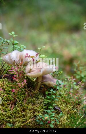 Große Pilze im Wald auf einem alten Baumstumpf, der mit Moos, Flechten und Heidelbeer- und Preiselbeersträuchern überwuchert ist. Stockfoto