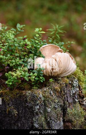 Große Pilze im Wald auf einem alten Baumstumpf, der mit Moos, Flechten und Heidelbeer- und Preiselbeersträuchern überwuchert ist. Stockfoto