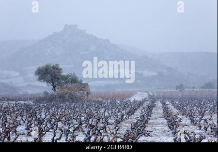 FRANKREICH. AUDE (11) WEINBERGE UND BURG AGUILAR CATHAR UNTER DEM SCHNEE (TUCHAN) IM HINTERGRUND Stockfoto