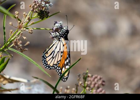 Ein Monarchschmetterling (Danaus plexippus) auf einer Wildblumenpflanze in Malibu, Kalifornien, USA Stockfoto