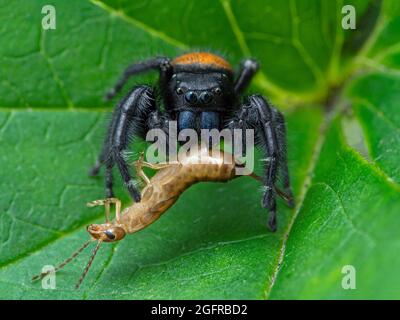 Die springende Spinne des männlichen Johnsons (Phiddipus johnsoni), die sich an einem gemeinsamen Ohrwulst (Forficula auricularia) ernährt. Diese Ohrwanzen sind eine europäische Art, die b hat Stockfoto