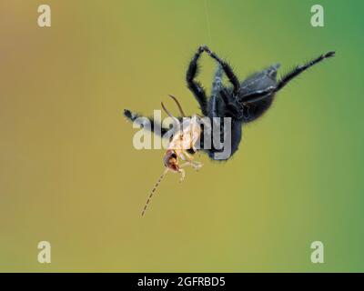 Die hübsche, juvenile, springende Spinne des männlichen Johnson (Phiddipus johnsoni) ernährt sich von einem gewöhnlichen Ohrperücke, während sie kopfüber an einem Faden aus Spinnenseide hängt Stockfoto