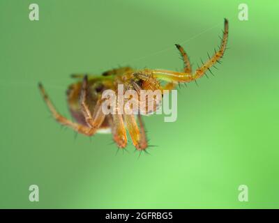 Nahaufnahme einer winzigen Sechsfleckigen Orbweberspinne (Araniella displicata), die kopfüber auf einem Netz unter einem Blatt hängt. Deas Isand, Delta, Britische Kolonium Stockfoto