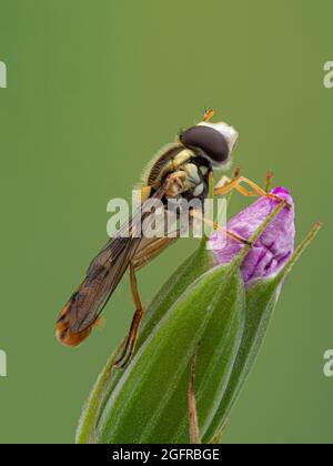 Vertikale Abbildung einer schönen männlichen Schwebefliege (Sphaerophoria sulfuripes), die auf einer rosa Geranienblüte ruht Stockfoto