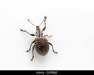 Dorsale Ansicht des europäischen Weevil (Liophloeus tesulatus). Diese Art wurde im Westen Kanadas eingeführt Stockfoto