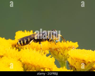 Niedliche, winzig kleine Karpfenwespe, mit Pollen bestäubte Ectemnius-Art, die auf der leuchtend gelben Blume eines gewöhnlichen Tanacetum vulgare klettert (Tanacetum vulgare) Stockfoto