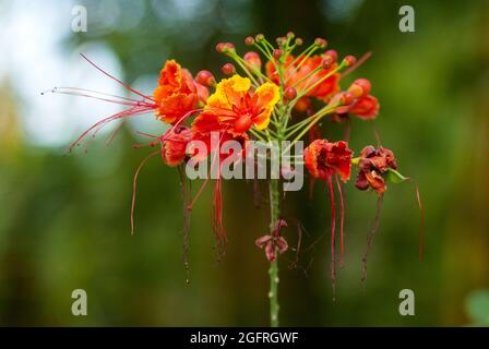 Tropische orange Pfauenblume, caesalpinia pulcherrima Stockfoto