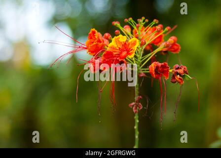 Tropische orange Pfauenblume, caesalpinia pulcherrima Stockfoto