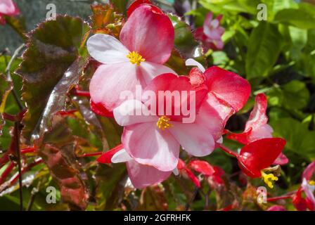 Begonia semperflorens, Begonias Blumen Stockfoto