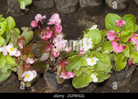 Begonia semperflorens, Begonias Blumen Stockfoto