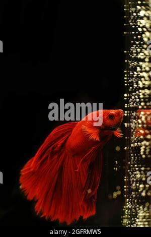 Bunte Fische im Meer mit schwarzem Hintergrund Stockfoto