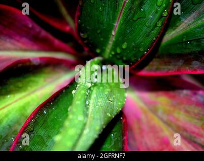 Cordyline fruticosa ist eine immergrüne Blütenpflanze aus der Familie der Asparagaceae, Ti ist eine palmenartige Pflanze, die bis zu 3 bis 4 m (9.8 bis 13.1 ft) wächst. Stockfoto