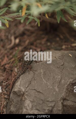 Vertikale Aufnahme einer Eidechse auf einem Felsen Stockfoto